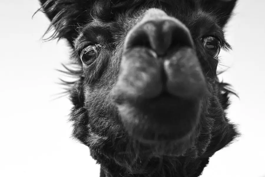 Ile kosztuje mała alpaka? Ceny lama alpaki – przewodnik zakupowy