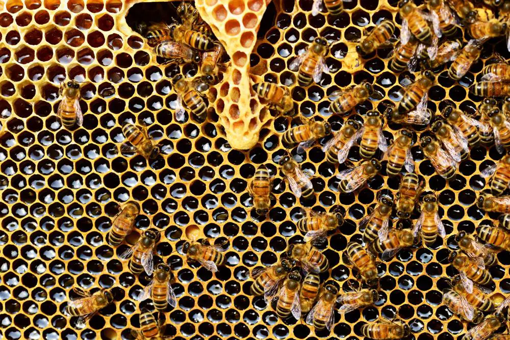 Gdzie znaleźć i jak kupić pszczoły?