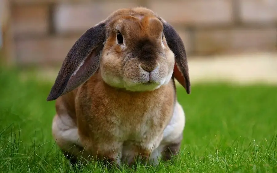 Cena królika domowego: ile kosztuje i ile trzeba zapłacić za królika?
