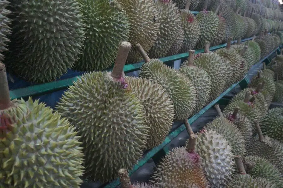 Durian – egzotyczny owoc o niezwykłym smaku. Co to jest kuripe?