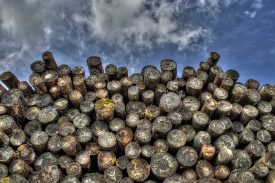 Ile kosztuje drewno na opał? Dzisiejsze ceny drzewa do ogrzewania w Twoim regionie