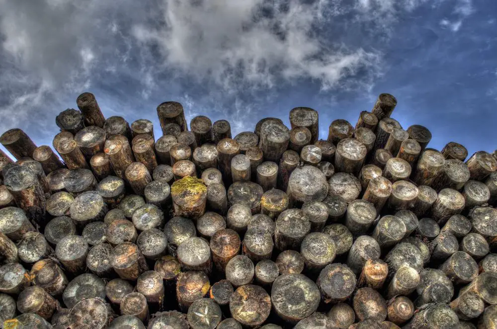 Ile kosztuje drewno na opał? Dzisiejsze ceny drzewa do ogrzewania w Twoim regionie