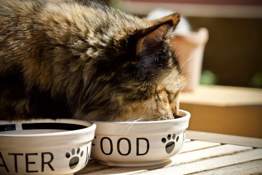 Dlaczego w diecie kota powinny pojawić się przysmaki dla kota Wiejska Zagroda