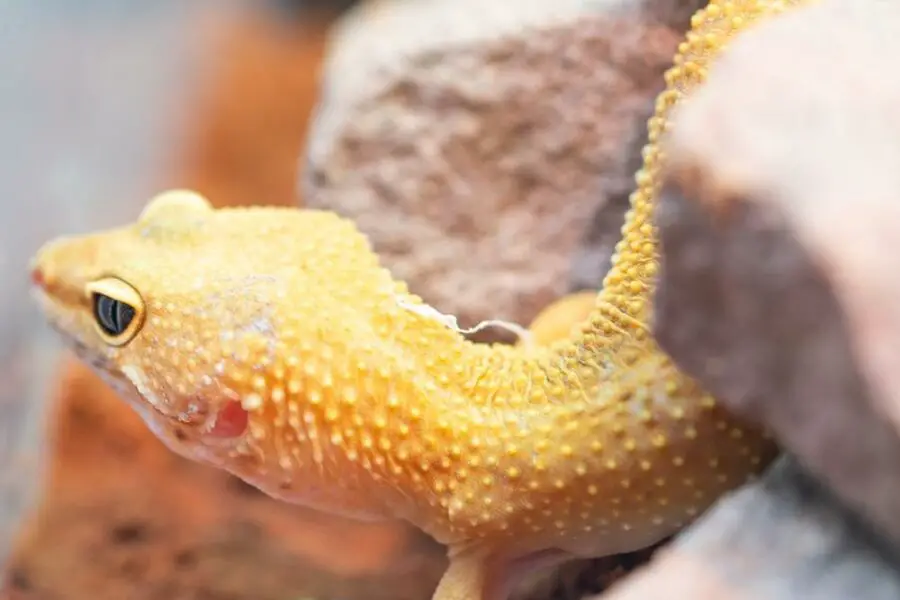 Ile lat żyją gekony lamparcie? Tajemnice długowieczności tych kolorowych gadów!