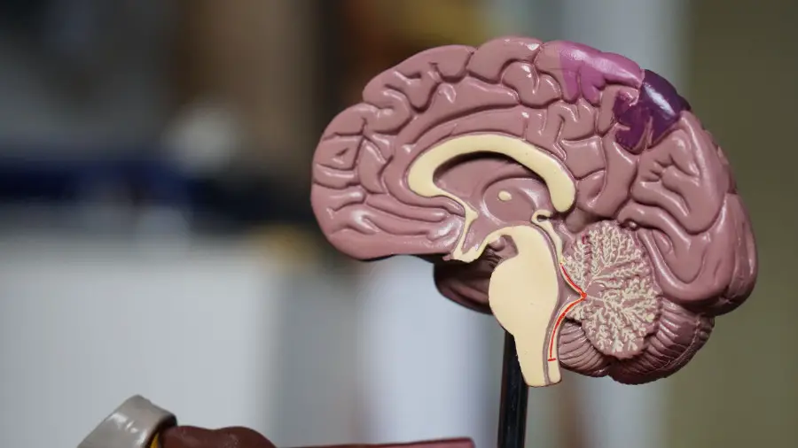 Leki poprawiające funkcjonowanie mózgu i pamięci, które musisz znać
