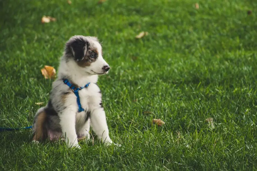Cena psa rasy Pomeranian – ile kosztuje ten uroczy piesek?