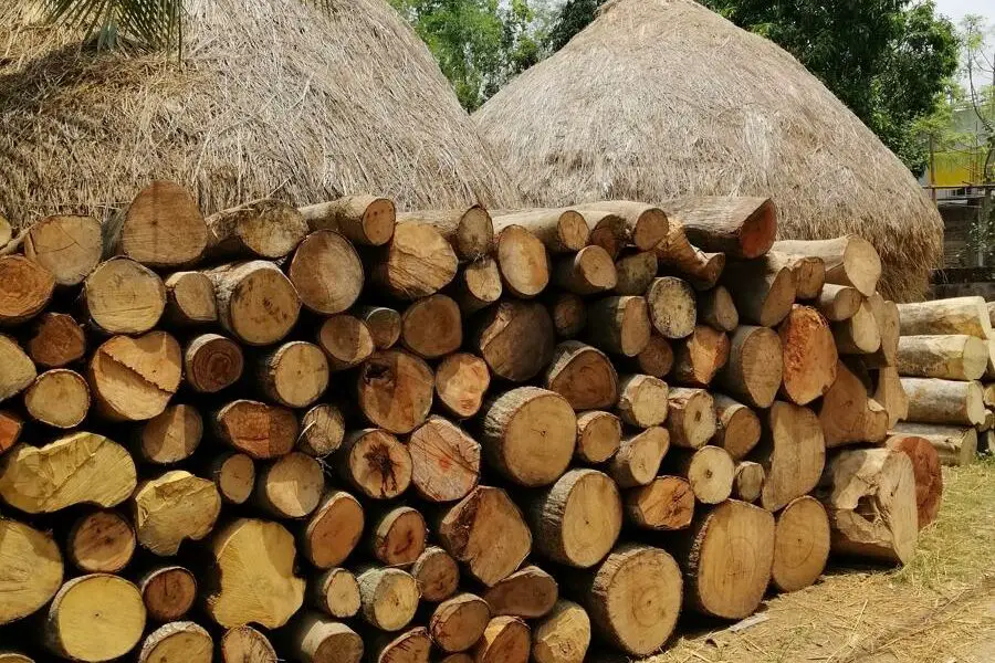 Ile kosztuje metr sześcienny drewna z lasu?