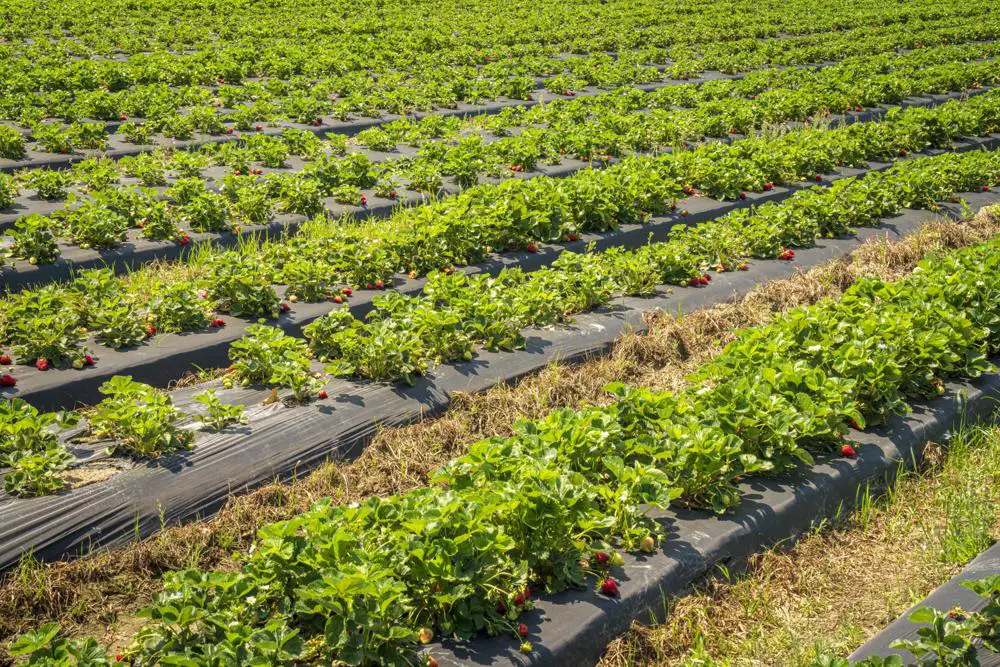 Znajdź idealne miejsce na zakup sadzonek truskawek – przewodnik dla pasjonatów ogrodnictwa