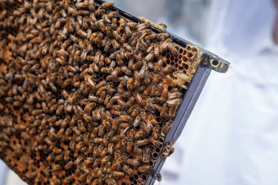Ile kosztuje rój pszczół? Przeczytaj, jaką cenę ma rojnik pszczół w obecnych czasach