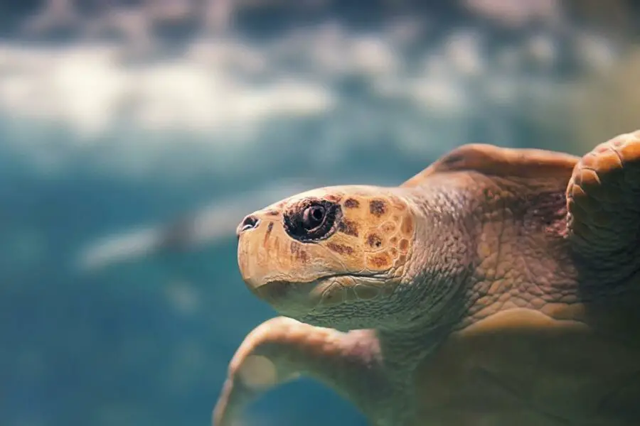 Jak przygotować idealne akwarium dla żółwia